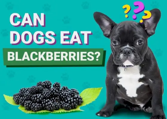 Kan hundar äta björnbär? Veterinärgodkända fakta & FAQ