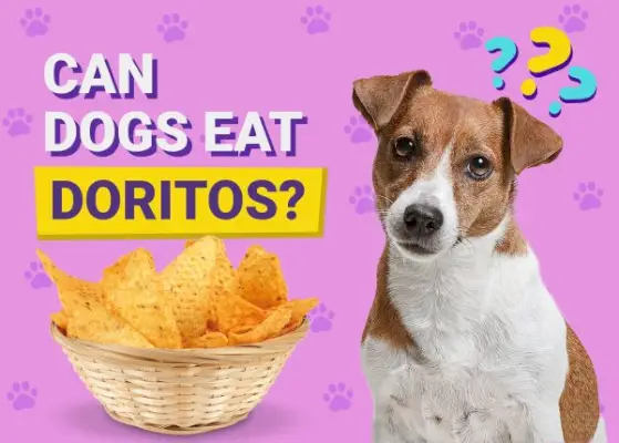 Môžu psy jesť Doritos? Fakty a časté otázky preverené veterinárom