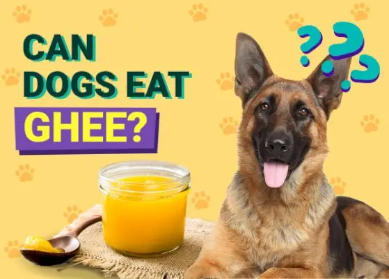 Kunnen honden Ghee eten? Door dierenartsen goedgekeurde feiten en veelgestelde vragen