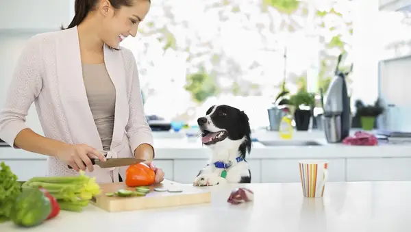 Pot un gos menjar pebre? Hi ha alguna espècia segura?
