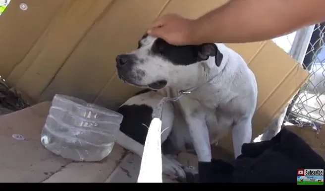 Visvairāk Chill Pit Bull Rescue jebkad