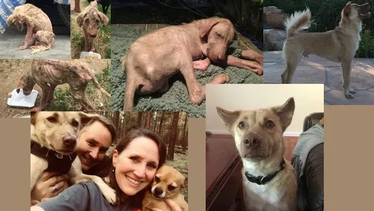 2016年に保護され、TMTRDによって癒されたマイロは、リンデン一家との永遠の家で、まったく新しい犬のように見えます。' title=