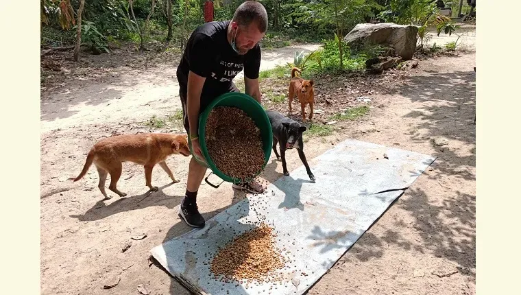 タイで街路犬に餌をやる男性' title=