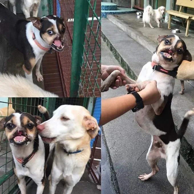 Wacku The Rescue had de helft van zijn gezicht afgehakt door een dronken man met een kapmes' title=