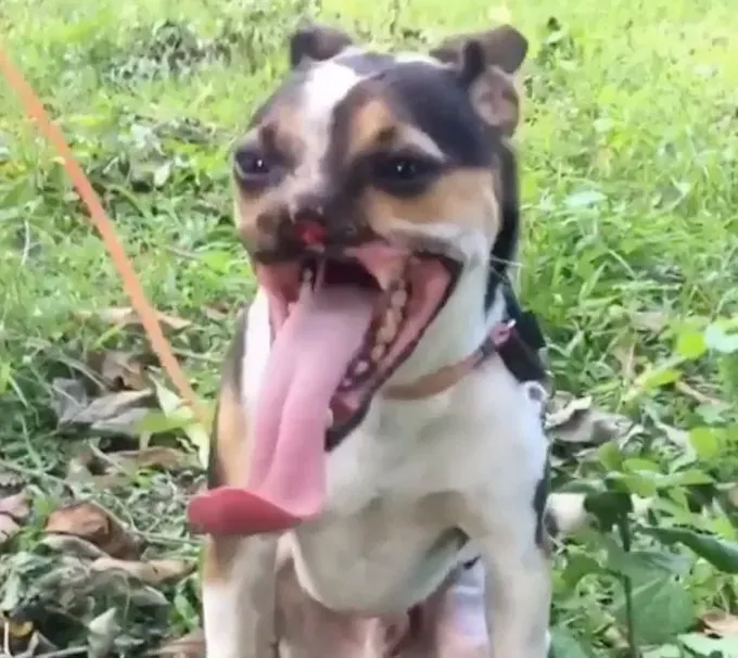 Wacku The Rescue had de helft van zijn gezicht afgehakt door een dronken man met een kapmes' title=