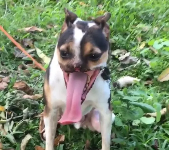 Ваку је спасиоцу одсекао пола лица пијани човек мачетом