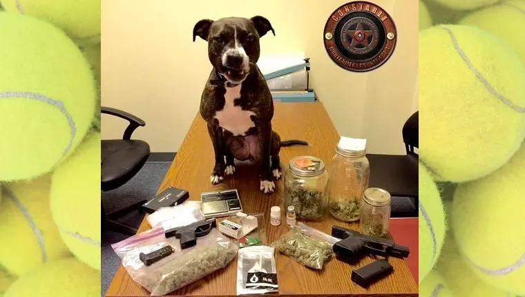 Policijske uprave spašavaju pit bullove za nove jedinice K9