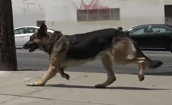 Prestrašeni njemački ovčar spašen uz pomoć zaštitara