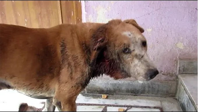 Cachorro de rua quase morre por infestação de larvas [VÍDEO]