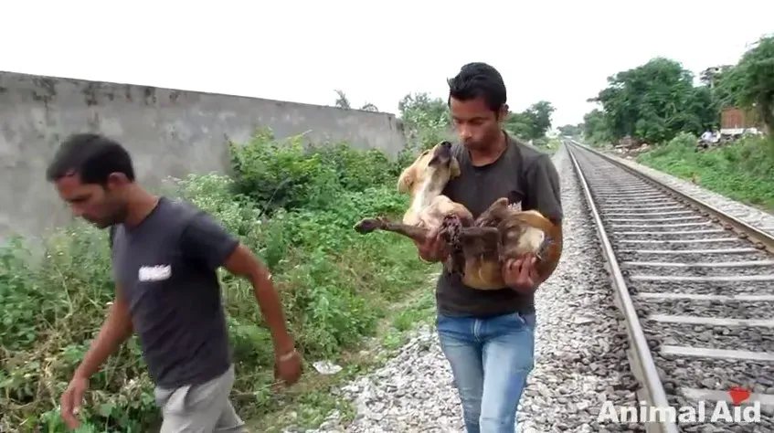 Il cane si riprende dall'impatto di un treno [VIDEO GRAFICO]