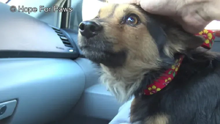 piraat maakt een autorit' title=