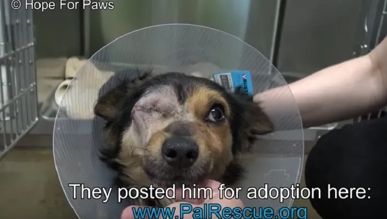 piraat in een kegel na een oogoperatie' title=