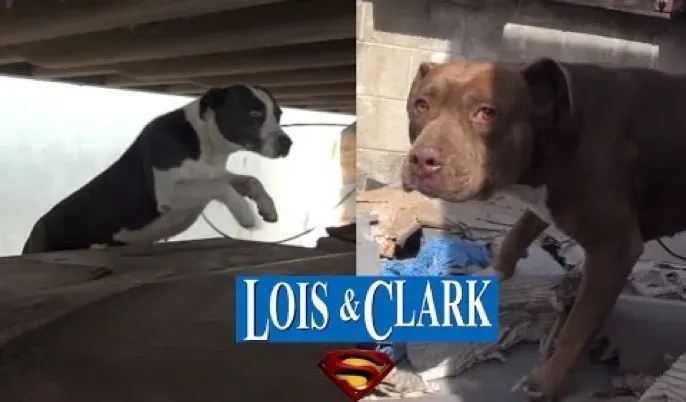2 Sweet Pit Bulls reddet fra lastebilgård av Hope For Paws [VIDEO]