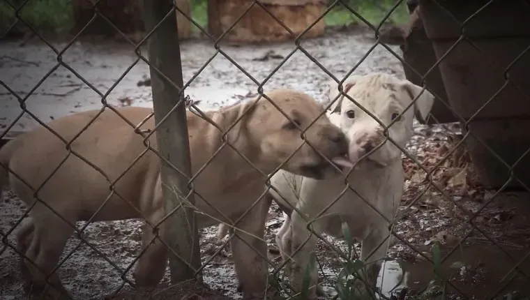 23 pitbulle uratowane z walki psów w Karolinie Północnej