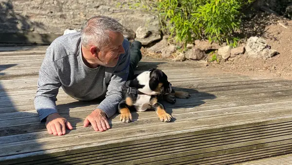 Forskere efterligner mennesker, der underviser hvalpe, katte og ulvhunde