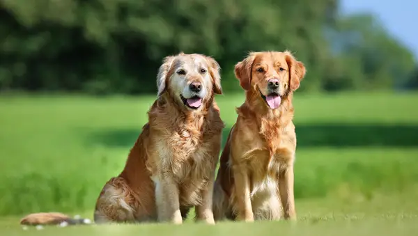 Vai jūs esat vecāki suņi? Mani vecāki tam tic