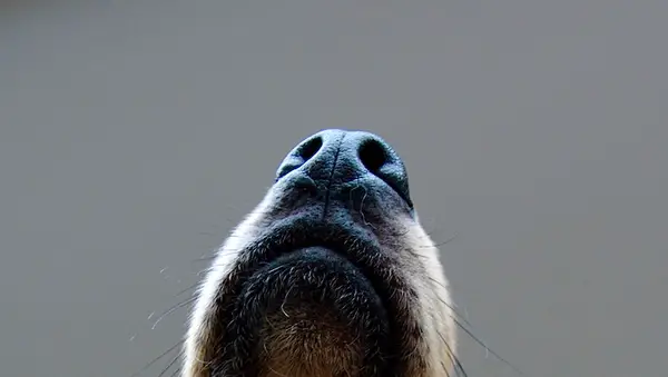 Czy pies może czuć się brązowy?