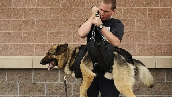 K9TRAINING28-- Todd Moody, of Boulder County, with his dog Rocky test out his dog