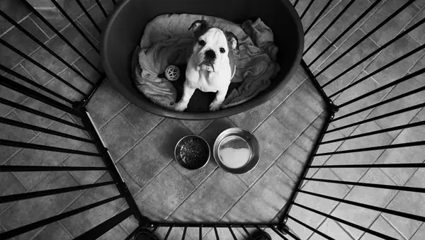 קופסאות אלטרנטיביות: מה לעשות כאשר הכלב שלך שונא קופסאות