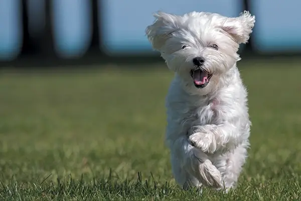 Vesel maltežan teče.