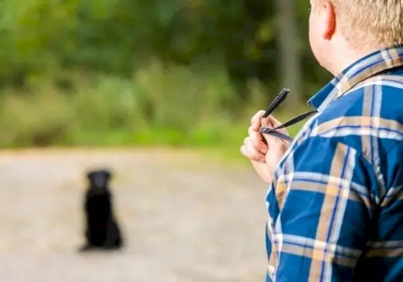 האם שריקות כלבים מזיקות לכלבים? עובדות ושאלות נפוצות