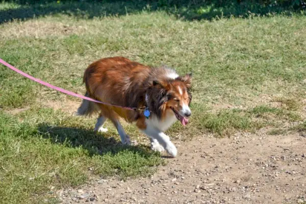 El perro pastor de Shetland (Sheltie) con una correa rosa sale a caminar por el parque