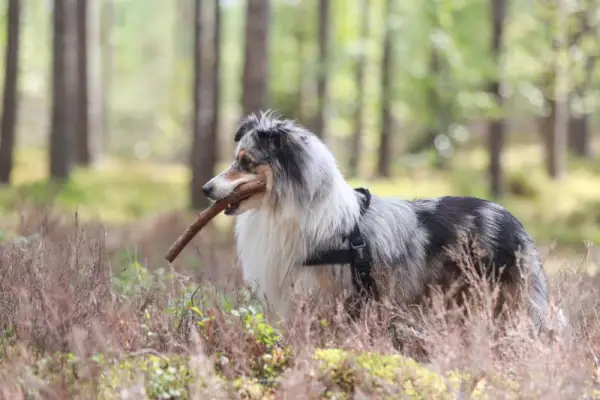 Raro perro pastor shetland tricolor azul merle de pie en un bosque de pinos con un palo en la boca