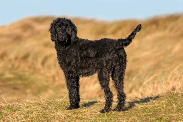 Kada će se moj Labradoodle smiriti? Činjenice i FAQ