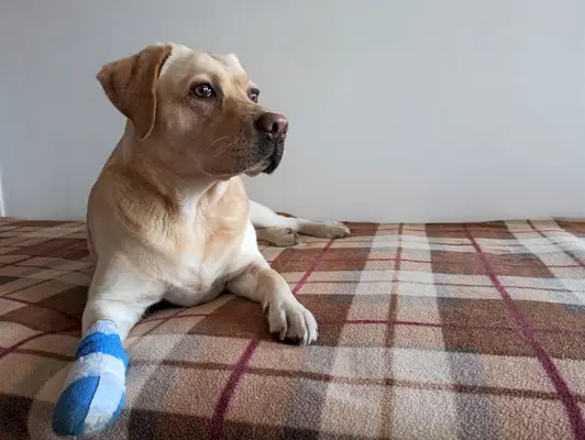 куче с превръзка на лапата