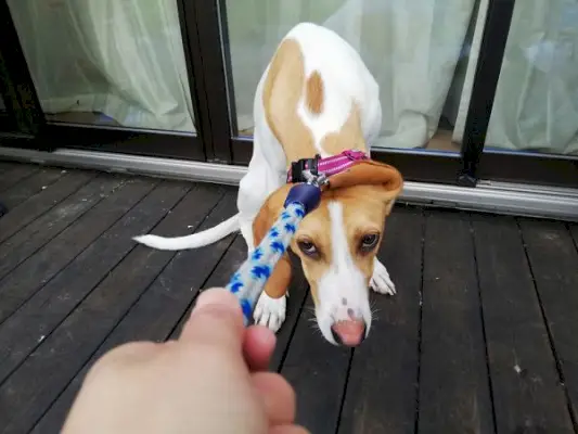 Mi perro no quiere salir: 5 posibles razones verificadas por un veterinario