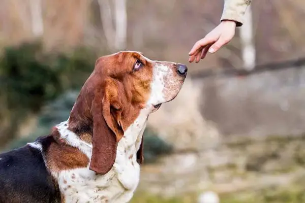 Bassethound-training