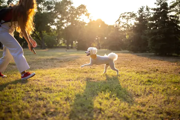 Comment améliorer les retraites des chiens