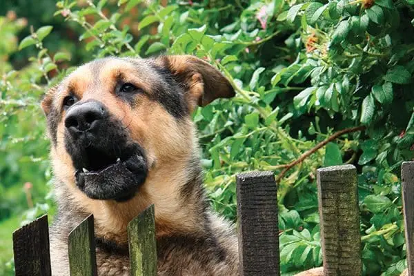 Un perro pastor alemán ladrando sobre una valla.