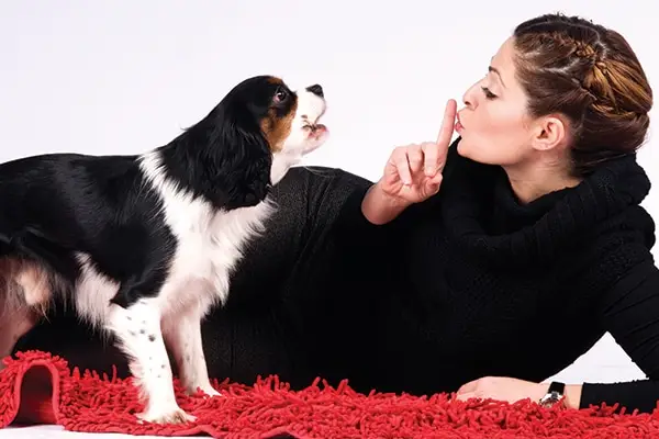 Како спречити свог пса да лаје на комшије (Водич за 2024.)