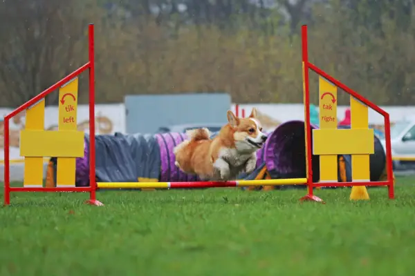 oče in njegov sin se igrata s svojim psom corgi