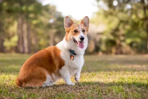pes welsh corgi, ki sedi v parku