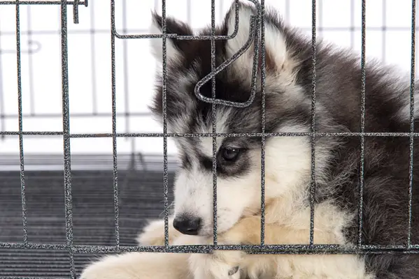 Miért van szükségem egy dobozra, hogy megszerezzem Howjon?