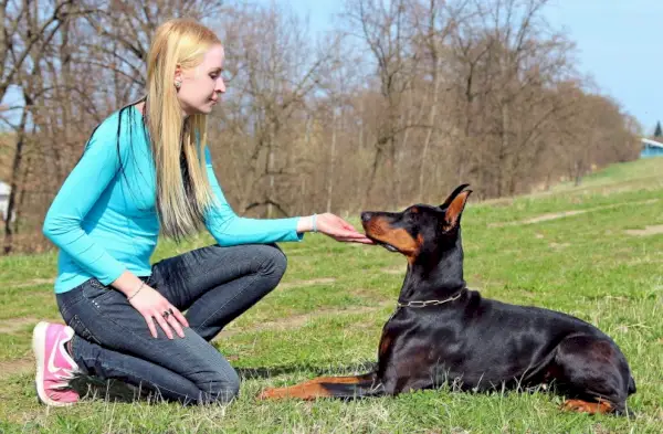 doberman-training
