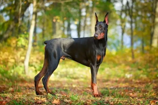 Hoe u een Doberman kunt trainen om een ​​waakhond te zijn: 4 door dierenartsen goedgekeurde tips