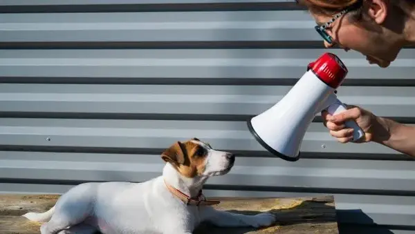 새 개를 찾고 강아지와 비명을 지르지 않아도되는 이유를 알아 봅니다