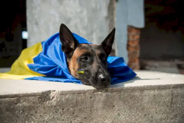 Belgický ovčiak malinois pes s ukrajinskou vlajkou leží