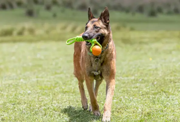 žuvacia hračka pre psa belgického malinoisa