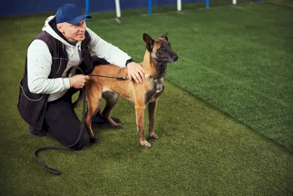 belgialainen malinois tottelevaisuuskoulutus