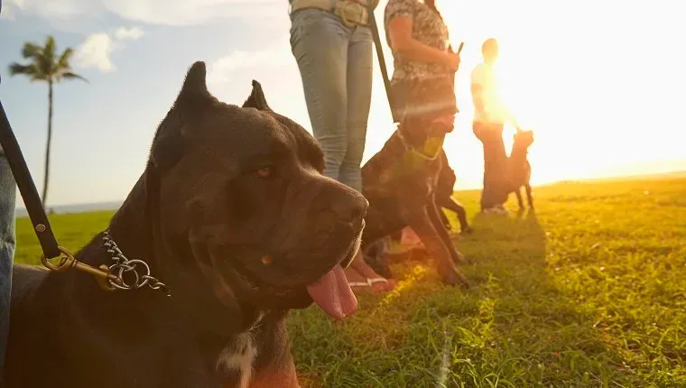 Владельцы дрессируют собак в поле' title=