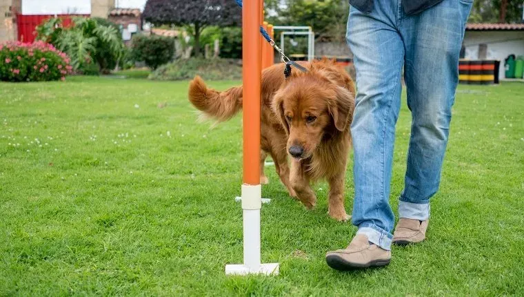 כמה אילוף זה יותר מדי אילוף עבור הכלב שלך?