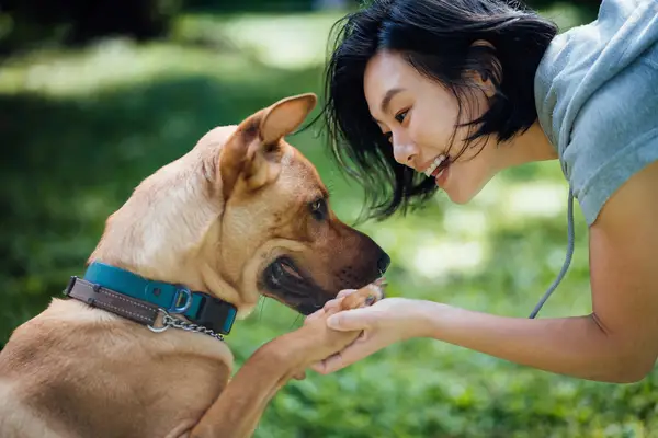 Как сделать красивую тренировку собак