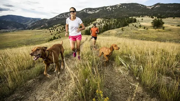 Atneškite kitą šunį namuose: patarimai pirmajam pasimatymui