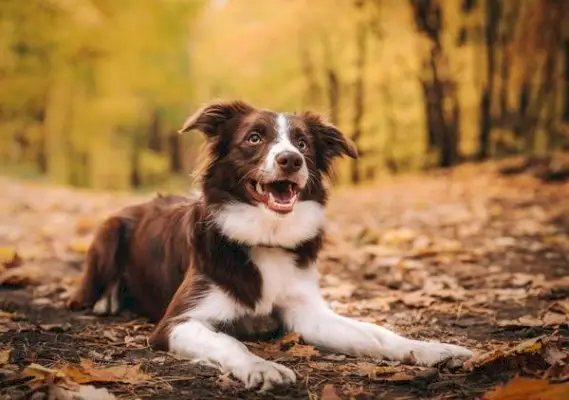 barna border collie kutya feküdt az erdőben