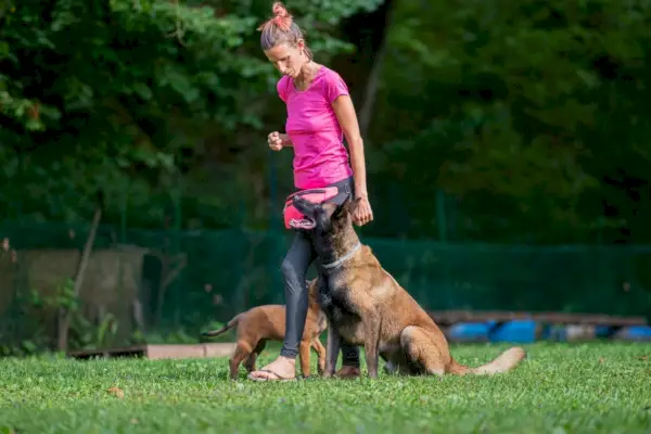 Belgische Malinois-Hundeausbildung
