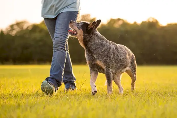 Australischer Rinderhund Blue Heeler geht mit Besitzer spazieren